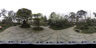 望丛花 (11)